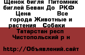 Щенок бигля. Питомник биглей Беван-До (РКФ) › Цена ­ 20 000 - Все города Животные и растения » Собаки   . Татарстан респ.,Чистопольский р-н